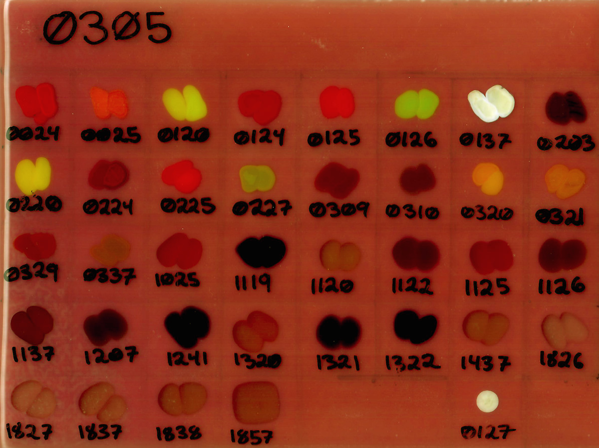 Sulfur/Selenium Colors on Lead (0305) Sulfur/Selenium Colors on Lead (0305)
